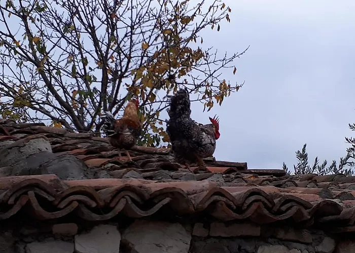Omer The Ottoman House Bed and Breakfast Μπεράτ